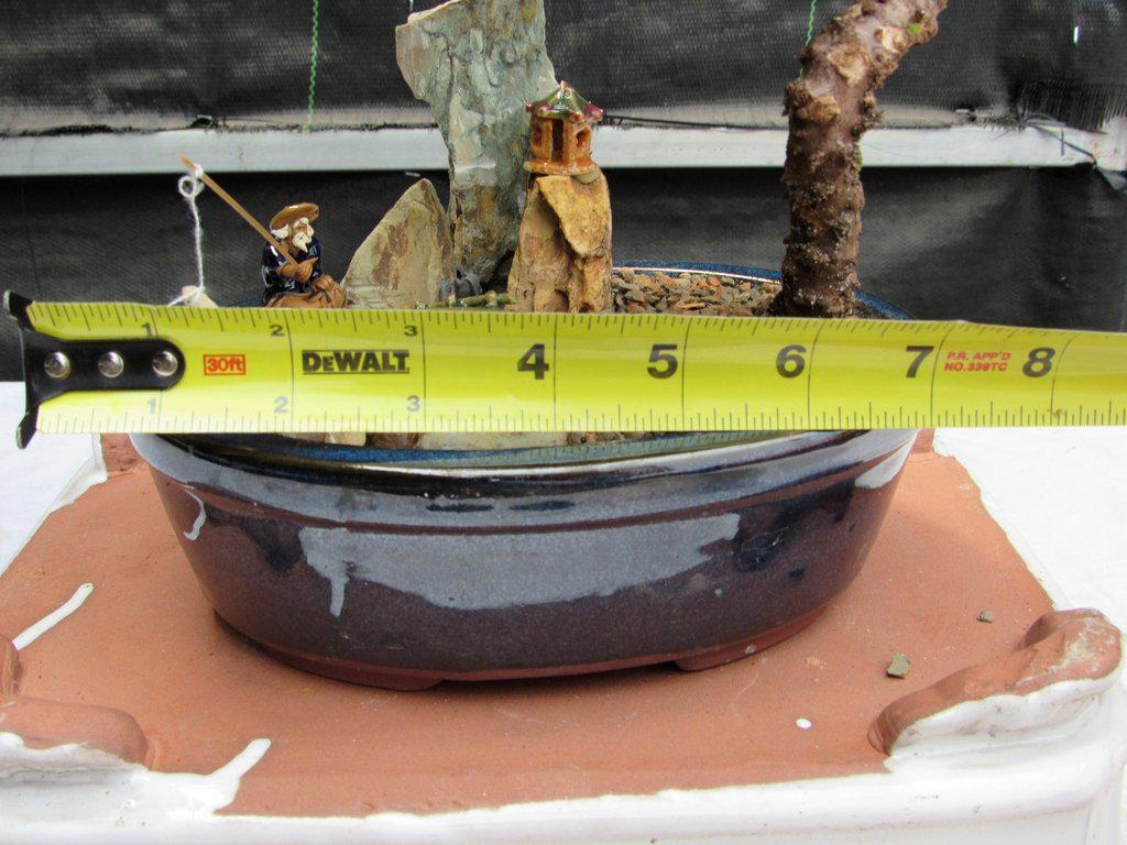 Traditional Juniper Bonsai Tree in a Stone Landscape Scene Size