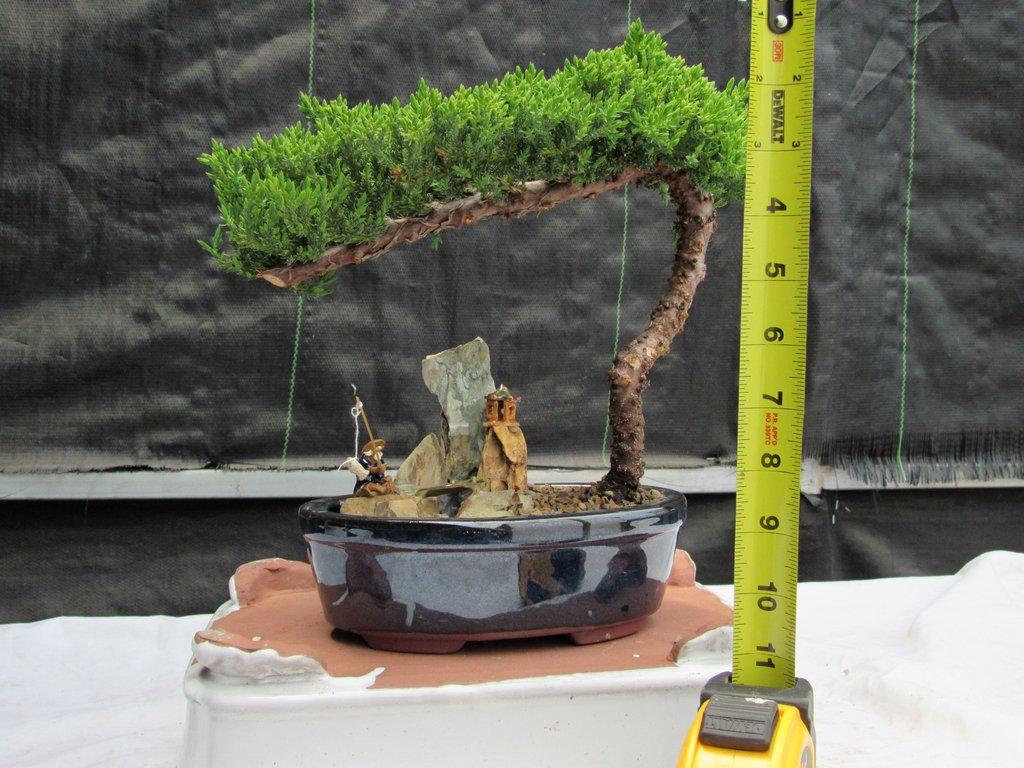 Traditional Juniper Bonsai Tree in a Stone Landscape Scene Height