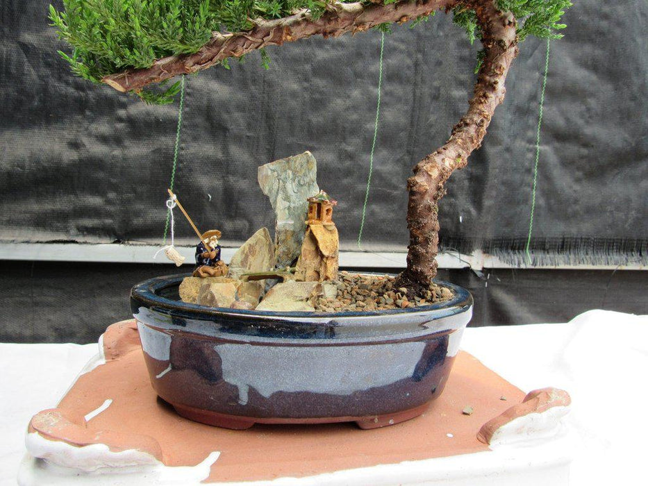 Traditional Juniper Bonsai Tree in a Stone Landscape Scene Figurines