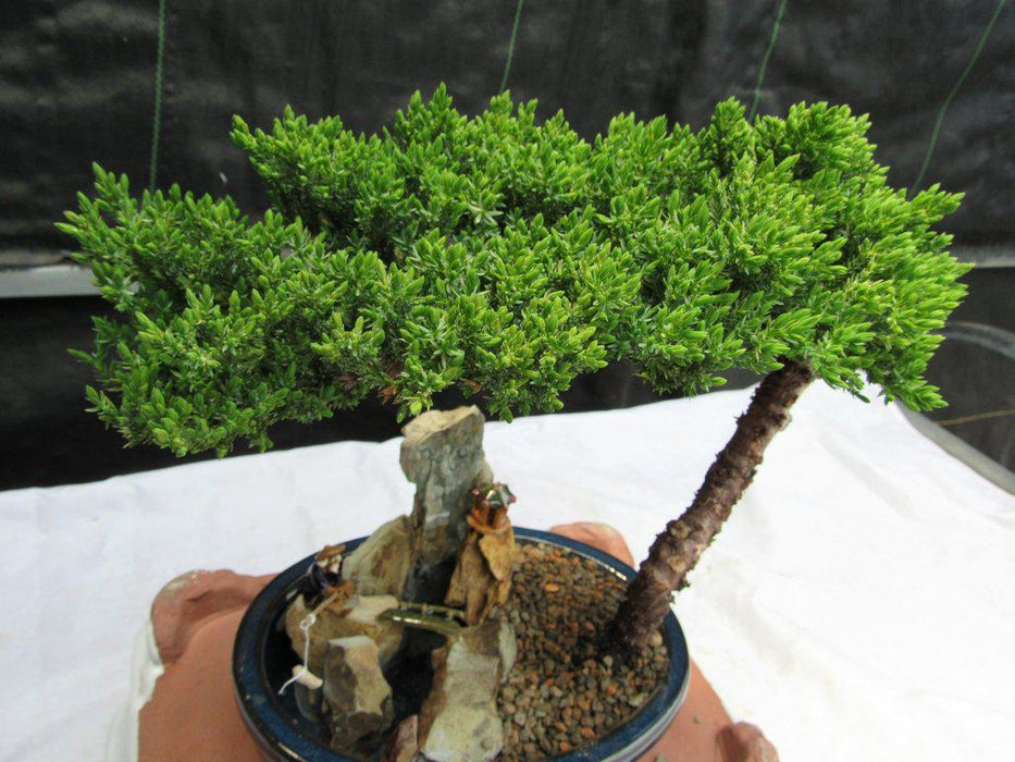 Traditional Juniper Bonsai Tree in a Stone Landscape Scene Leaves