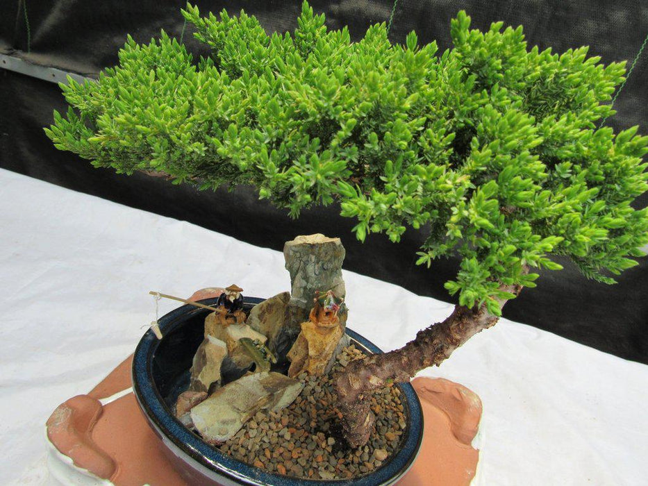 Traditional Juniper Bonsai Tree in a Stone Landscape Scene Top