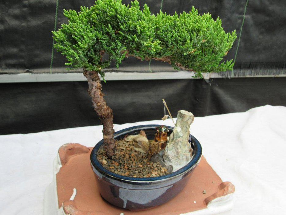 Traditional Juniper Bonsai Tree in a Stone Landscape Scene Canopy