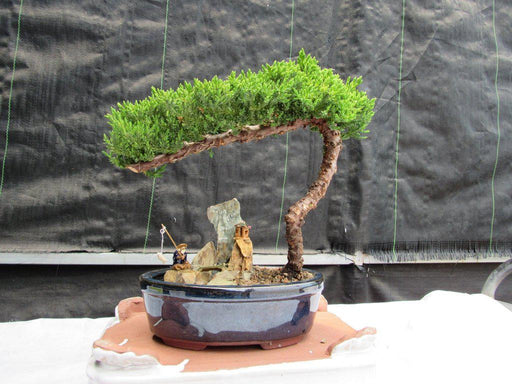 Traditional Juniper Bonsai Tree in a Stone Landscape Scene