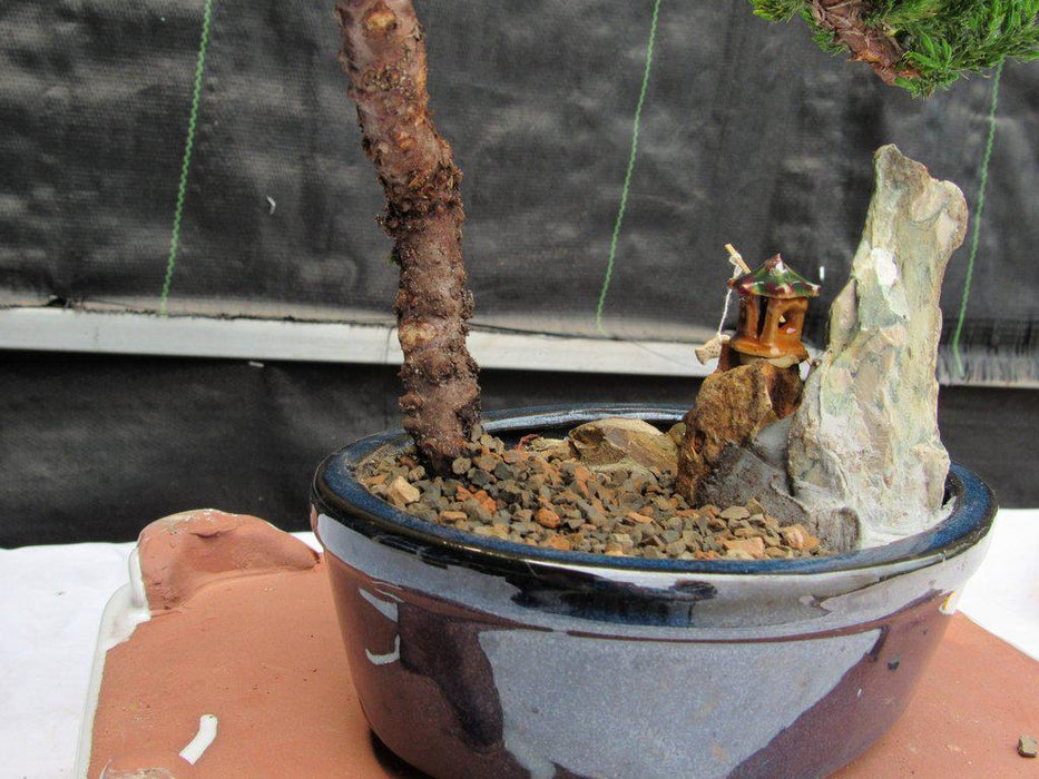 Traditional Juniper Bonsai Tree in a Stone Landscape Scene Back