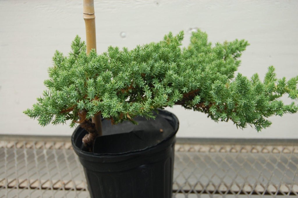 Juniper Pre Bonsai Leaves