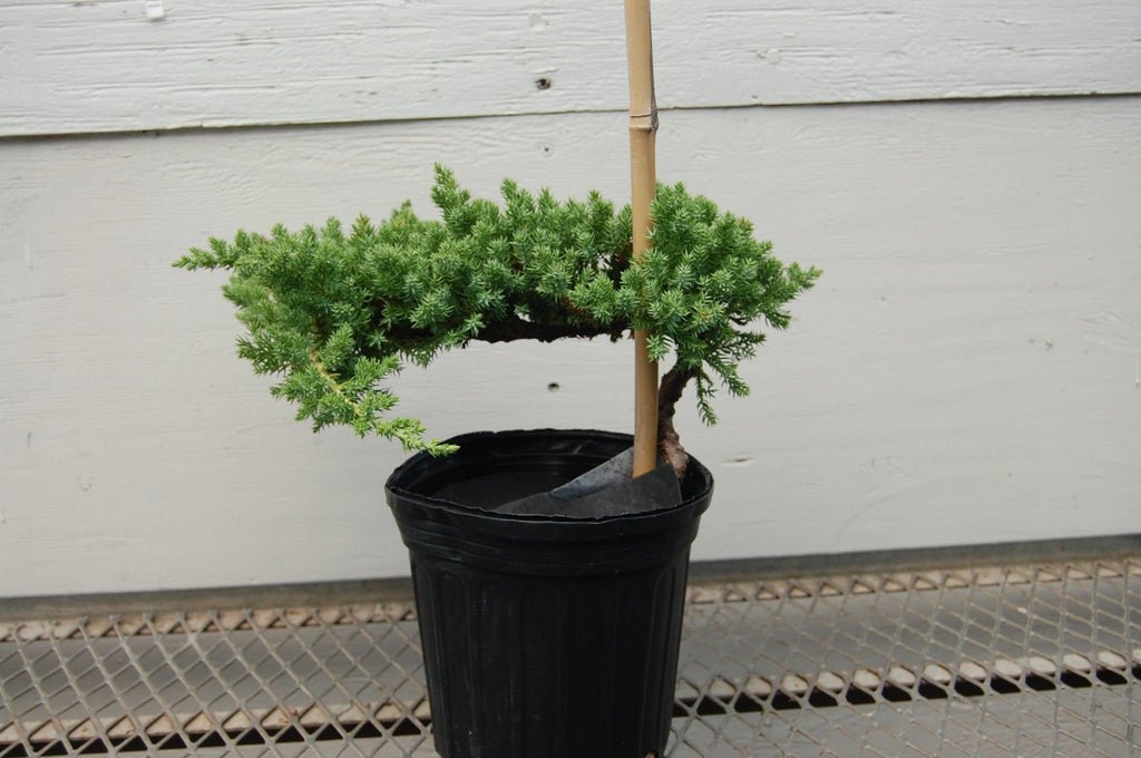 Juniper Pre Bonsai Tree