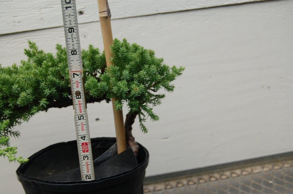 Juniper Pre Bonsai Height