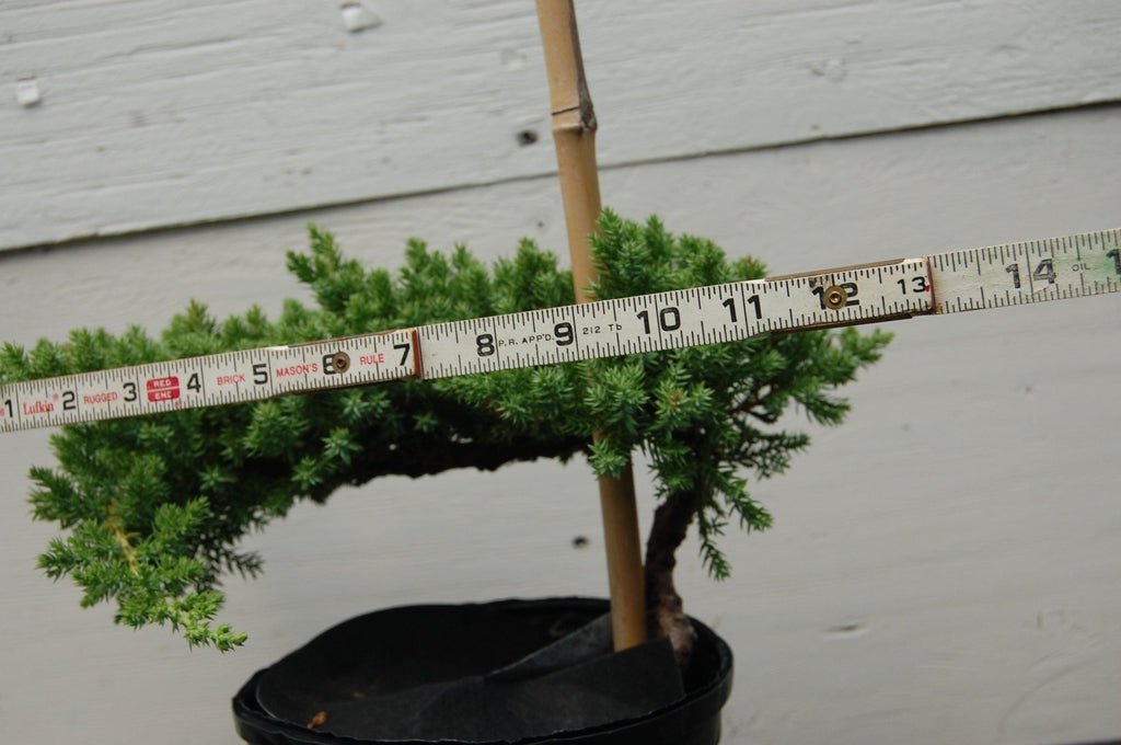Juniper Pre Bonsai Width