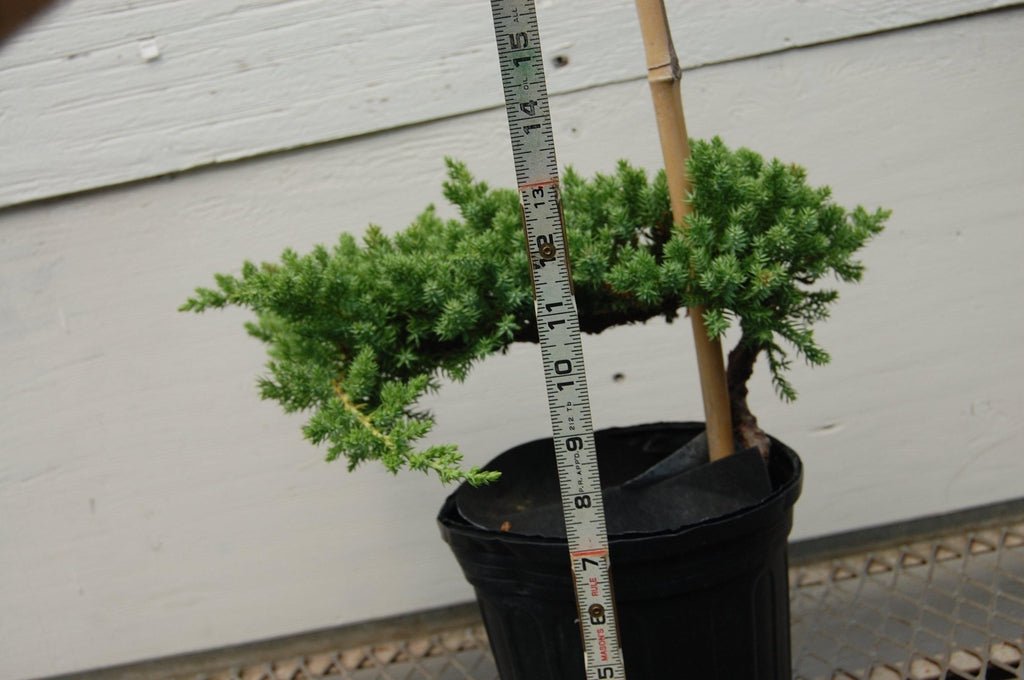 Juniper Pre Bonsai Size