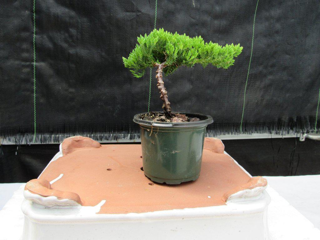 Juniper Pre Bonsai Back