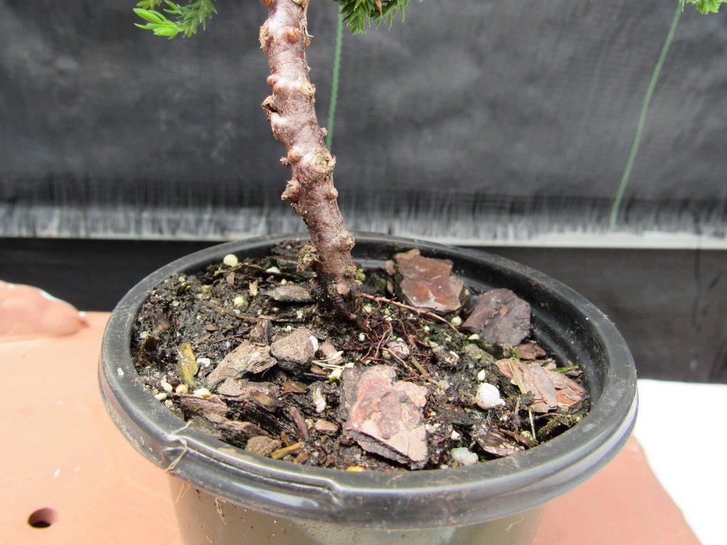 Juniper Pre Bonsai Trunk