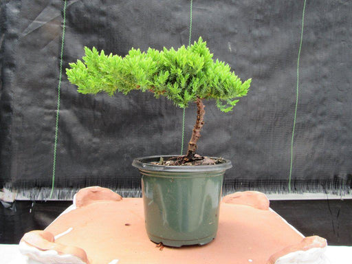 Juniper Pre Bonsai