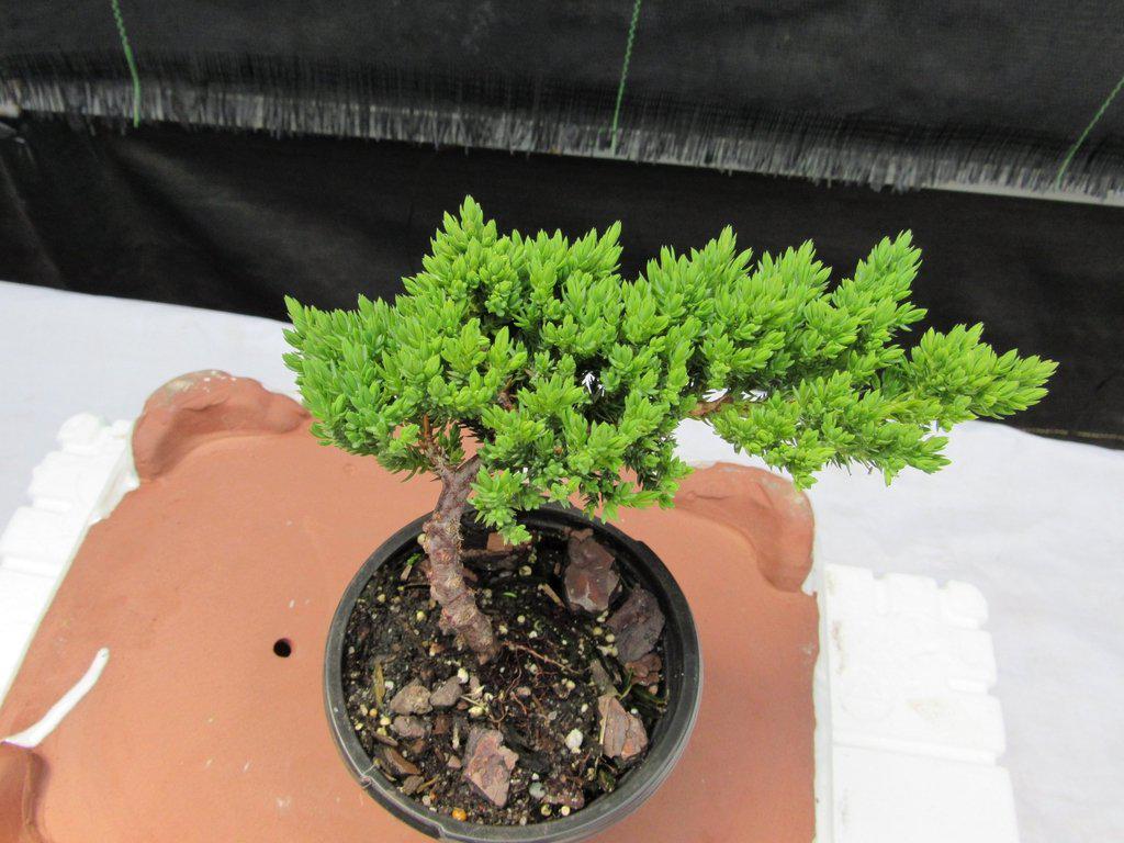 Juniper Pre Bonsai Canopy