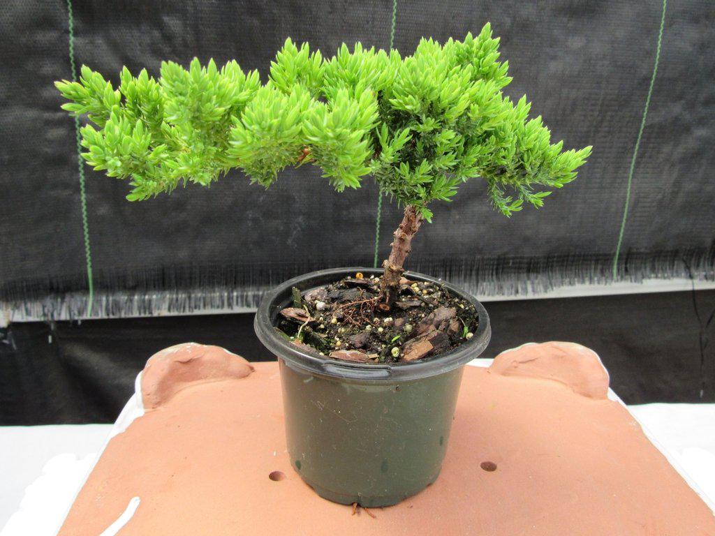 Juniper Pre Bonsai Profile