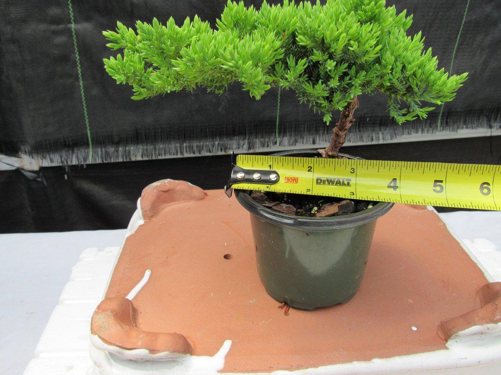 Juniper Pre Bonsai Size