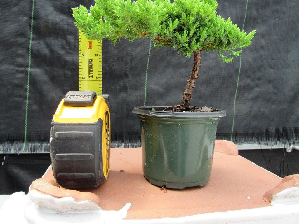 Juniper Pre Bonsai Height Profile