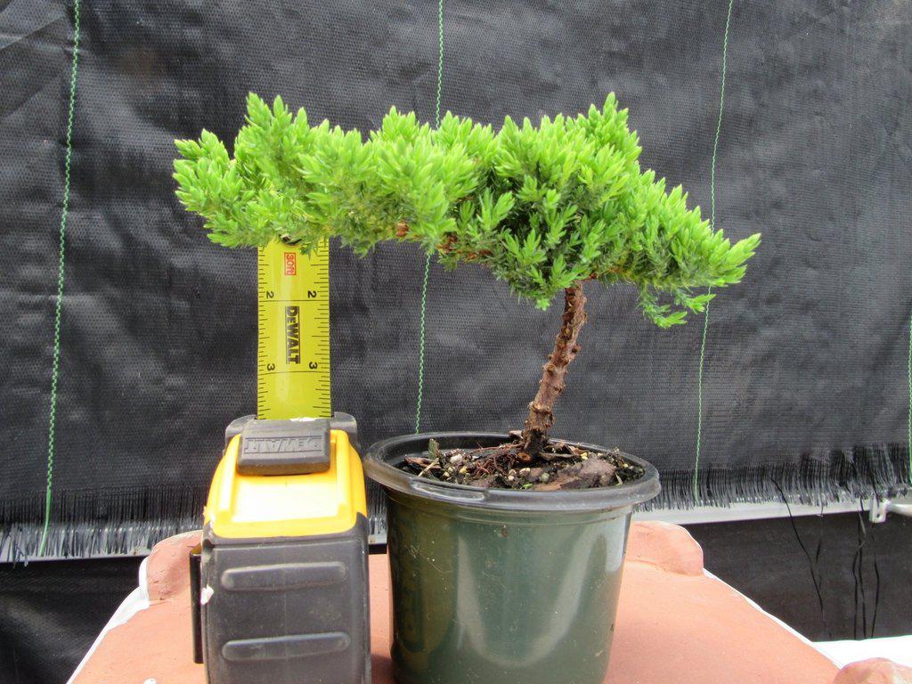 Juniper Pre Bonsai Height