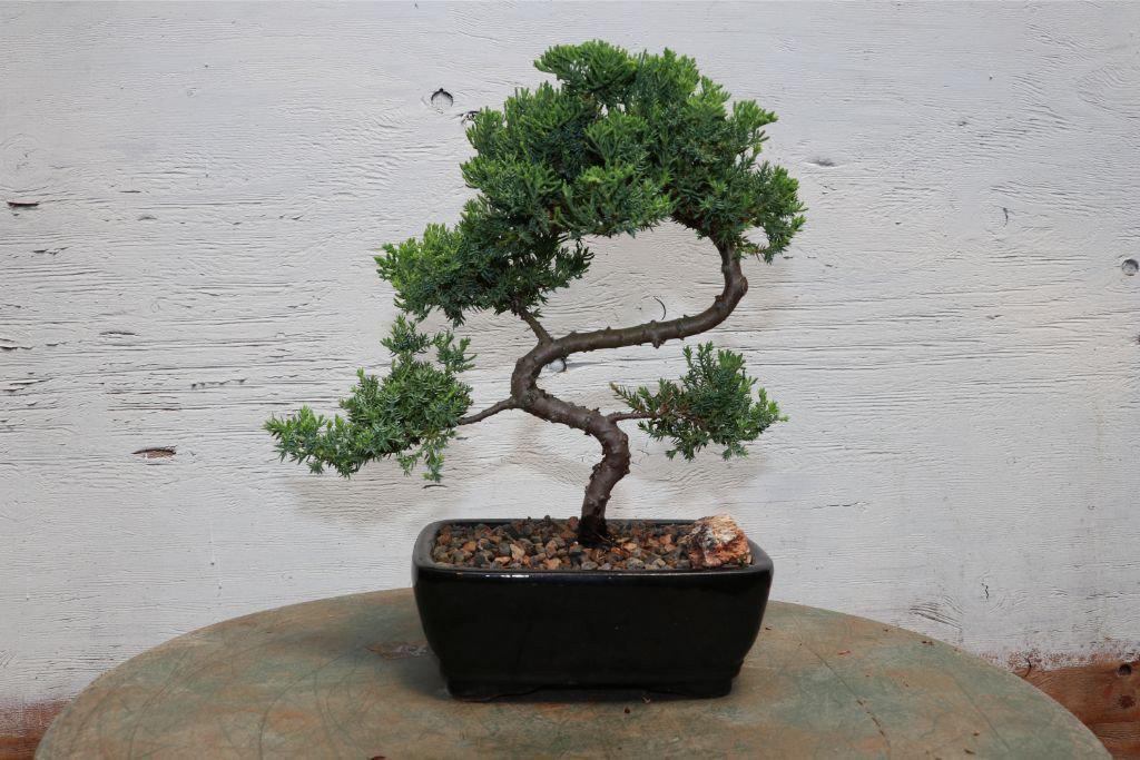 S Shaped Juniper Bonsai Tree Trunk