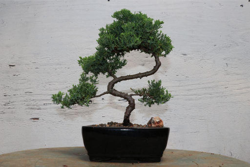 S Shaped Juniper Bonsai Tree