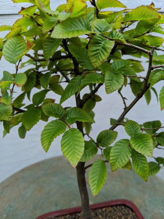 Korean Hornbeam Bonsai Tree Leaves