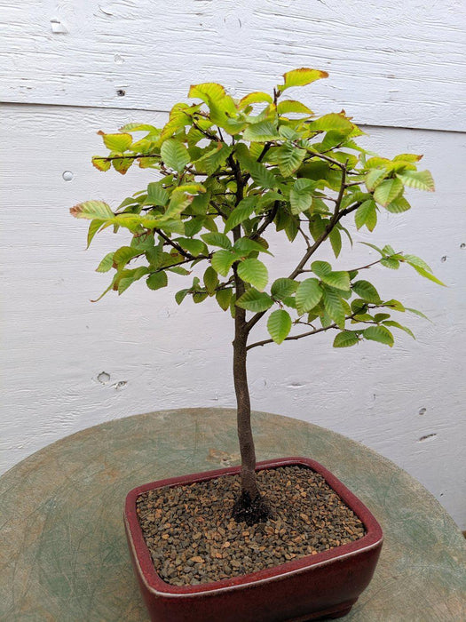 Korean Hornbeam Bonsai Tree Foliage