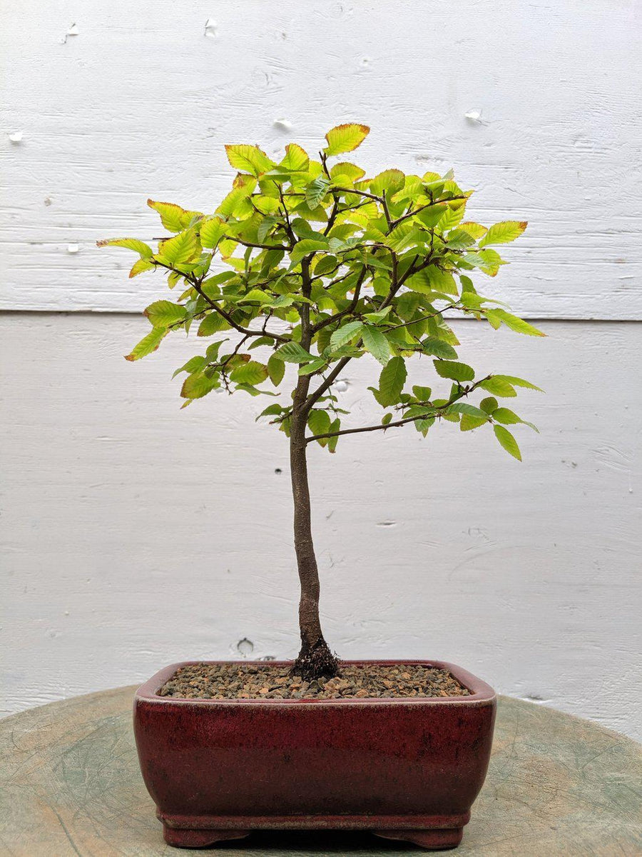 korean bonsai tree Korean Hornbeam Bonsai Tree