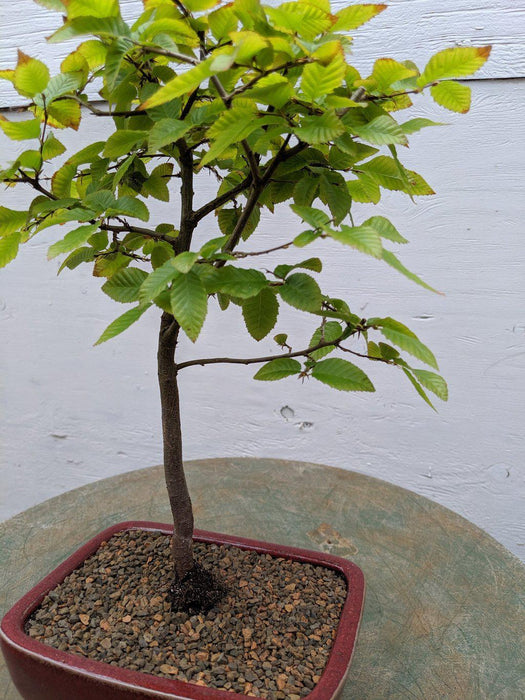 Imported Korean Hornbeam Bonsai Tree (No. TS-17)