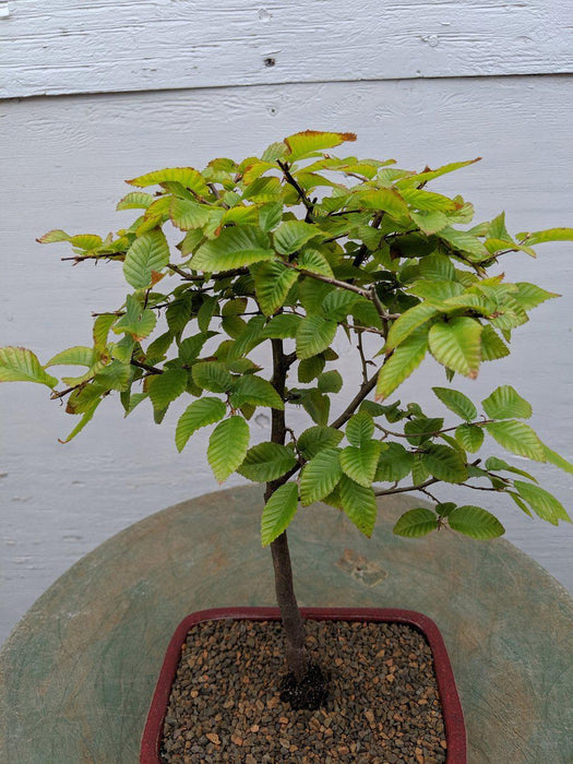 Korean Hornbeam Bonsai Tree Canopy