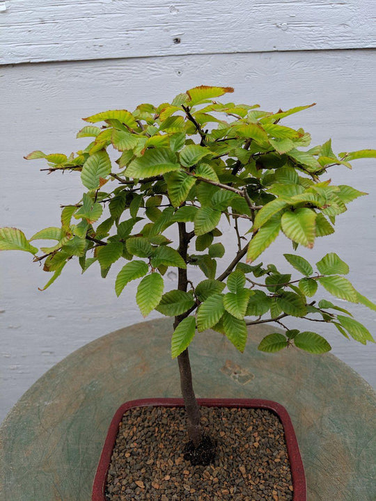 korean hornbeam bonsai tree Korean Hornbeam Bonsai Tree