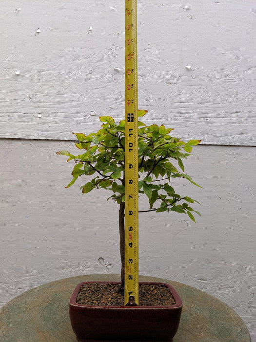 Korean Hornbeam Bonsai Tree Size