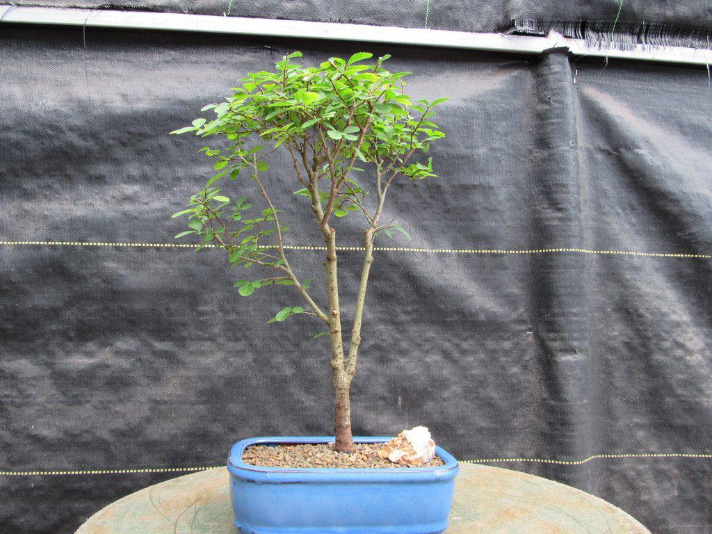 Lacebark Elm Bonsai Tree Profile