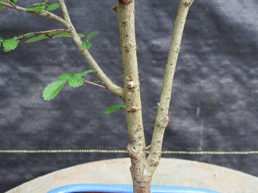 Lacebark Elm Bonsai Tree Bark