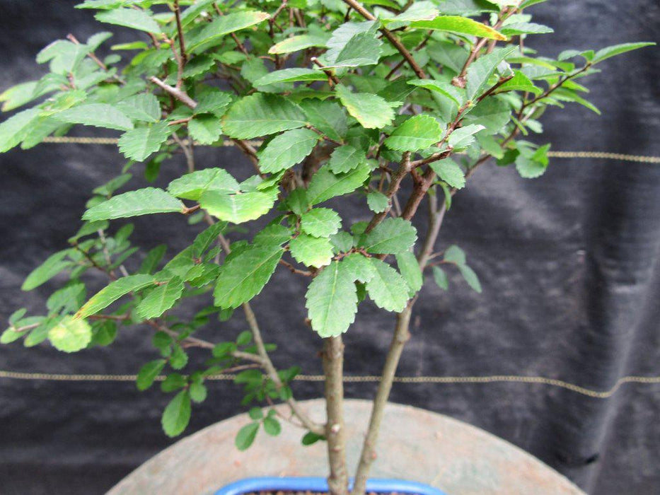 Lacebark Elm Bonsai Tree Leaves