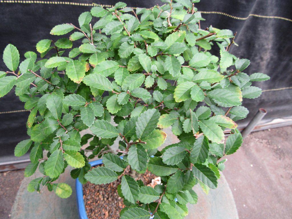 Lacebark Elm Bonsai Tree Canopy