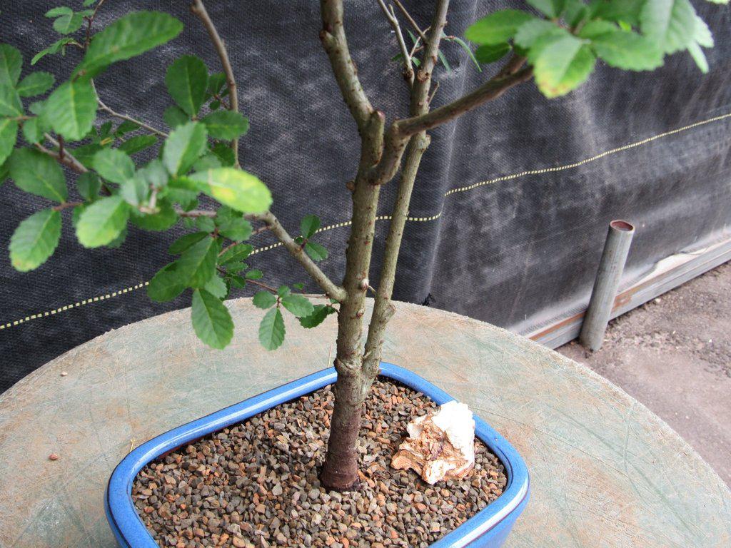 Lacebark Elm Bonsai Tree Trunk
