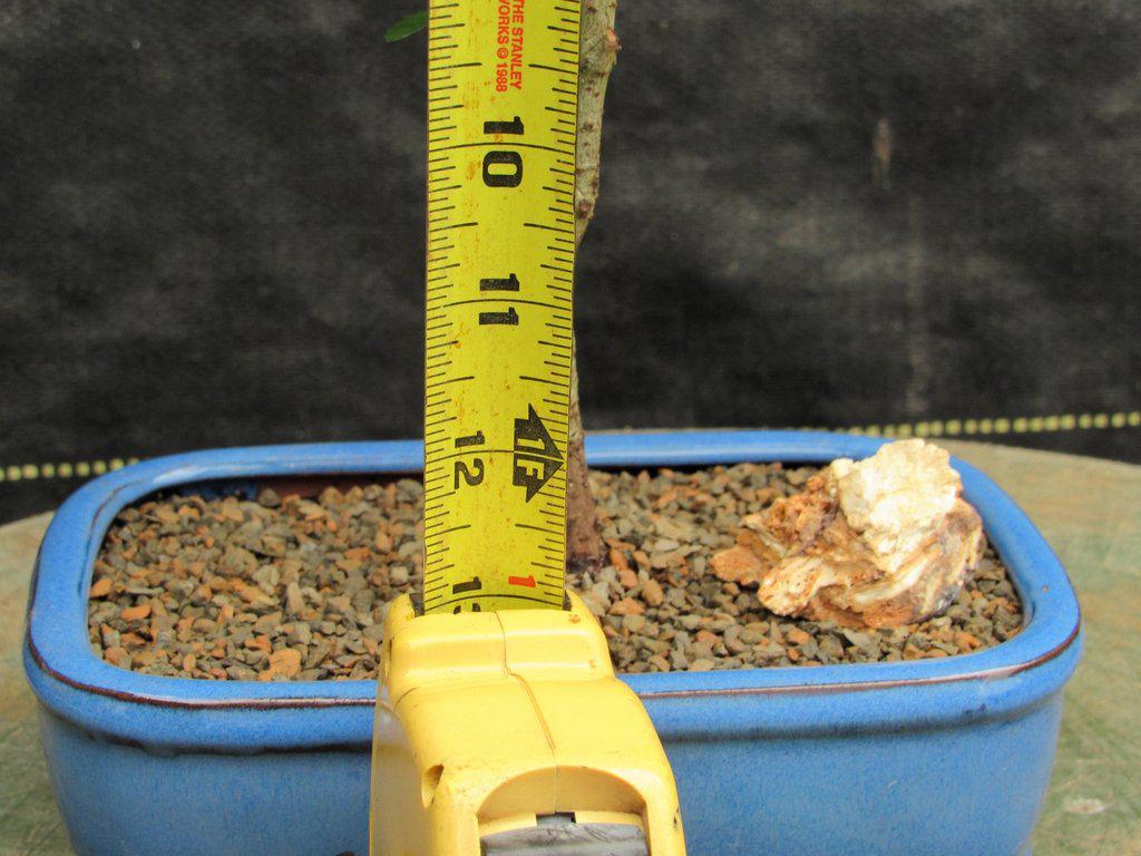 Lacebark Elm Bonsai Tree Height