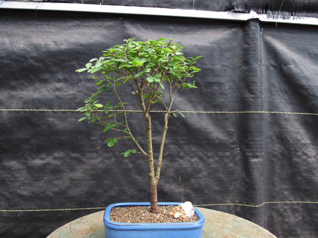 Lacebark Elm Bonsai Tree