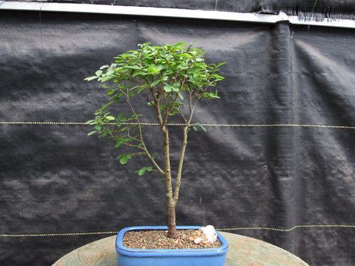 Lacebark Elm Bonsai Tree