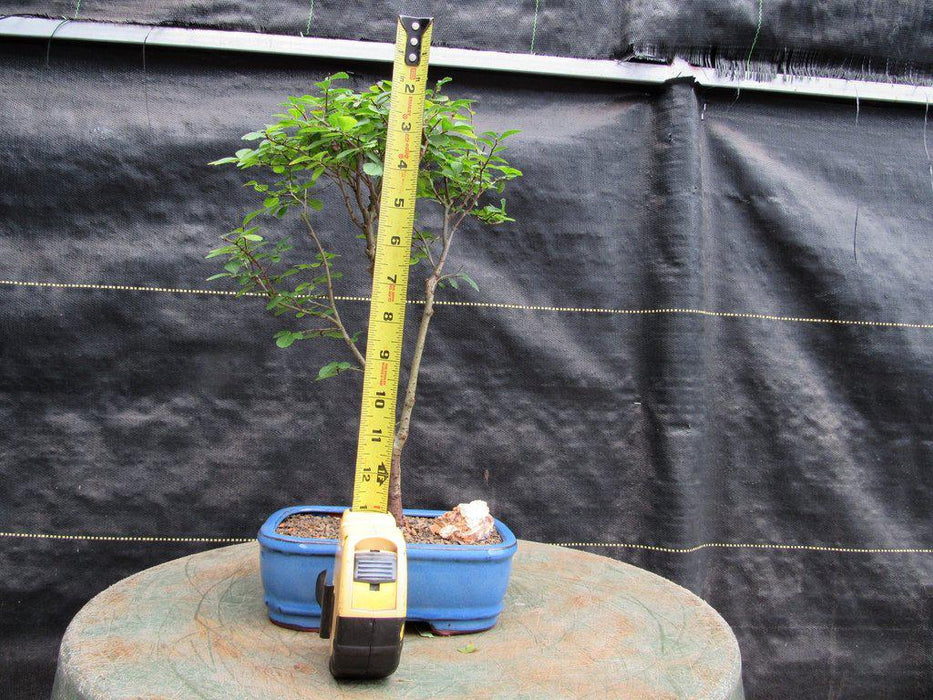 Lacebark Elm Bonsai Tree Size