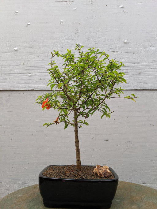 Large Dwarf Pomegranate Bonsai Tree