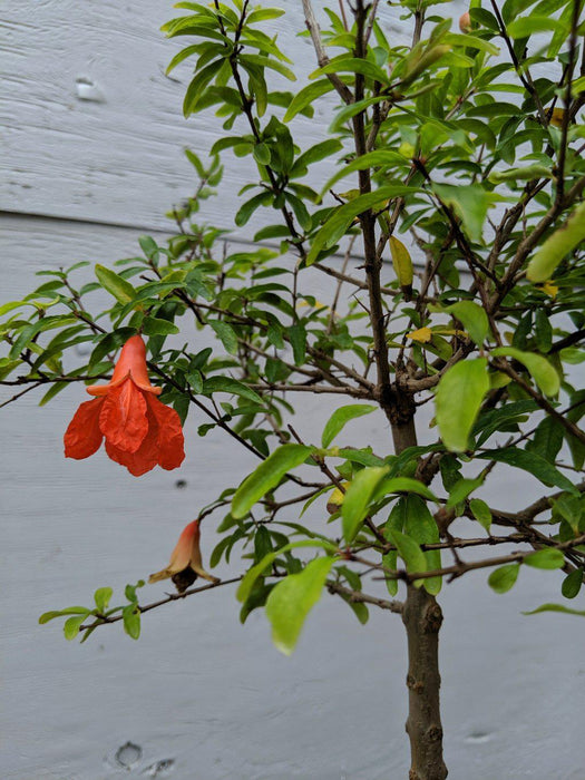 Large Dwarf Pomegranate Bonsai Tree Flower