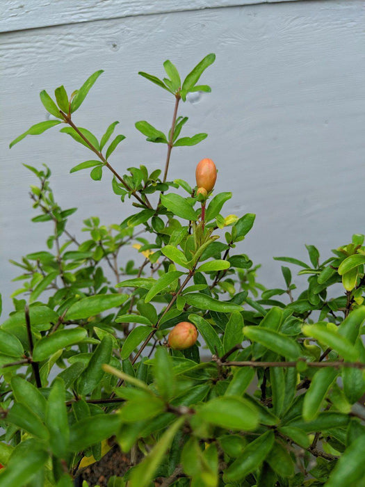 Large Dwarf Pomegranate Bonsai Tree Buds