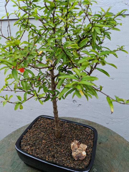 pomegranate tree bonsai Large Dwarf Pomegranate Bonsai Tree