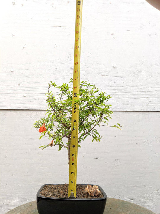 bonsai pomegranate tree for sale Large Dwarf Pomegranate Bonsai Tree