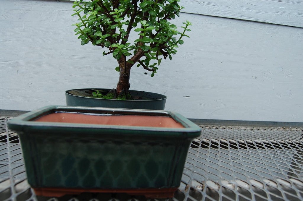 Large Green Ceramic Bonsai Pot (8.5" x 6.625" x 3.5")