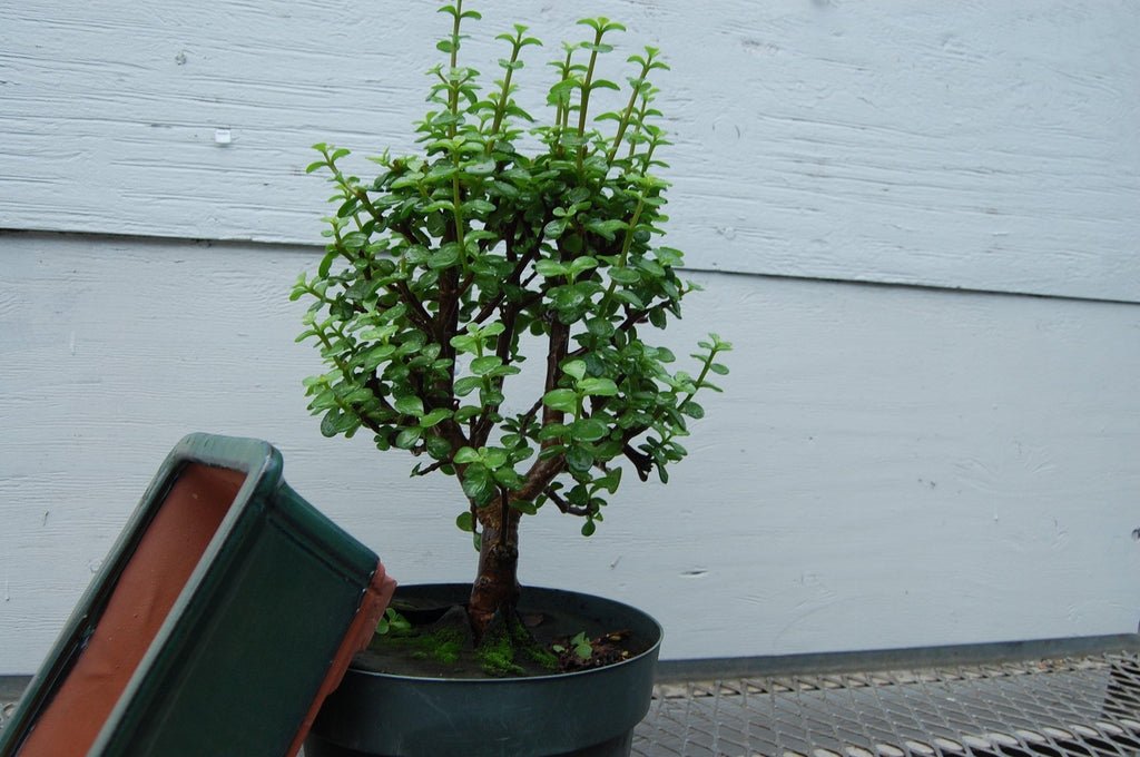 large bonsai tree pot Large Green Ceramic Bonsai Pot (8.5" x 6.625" x 3.5")
