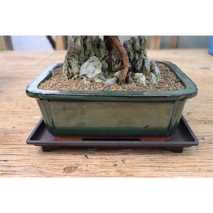 bonsai tree drip tray Large Humidity Drip Tray