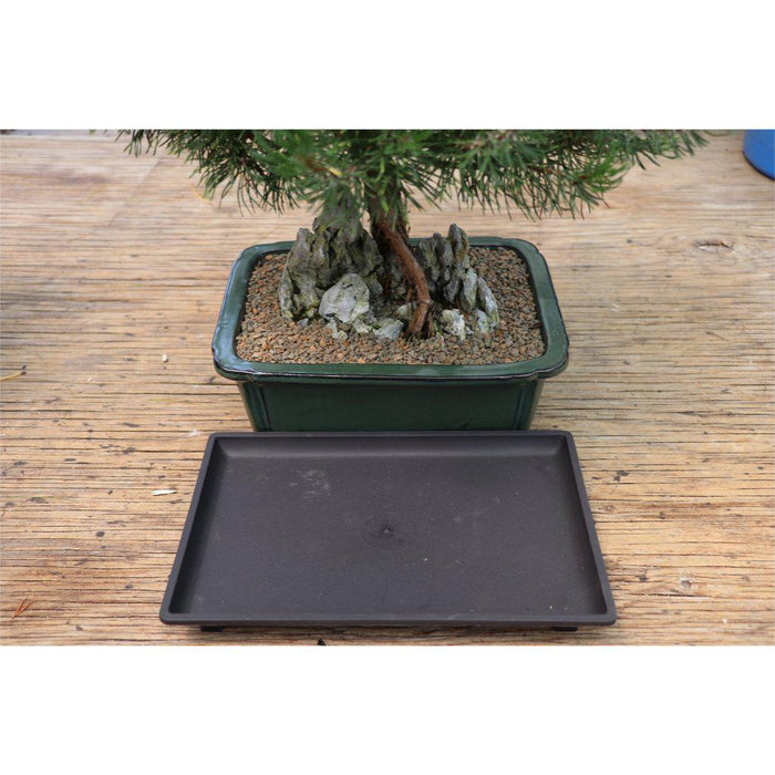 do bonsai trees need humidity tray Large Humidity Drip Tray
