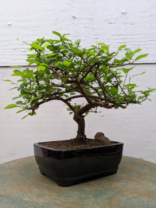 Lavender Star Bonsai Tree Profile