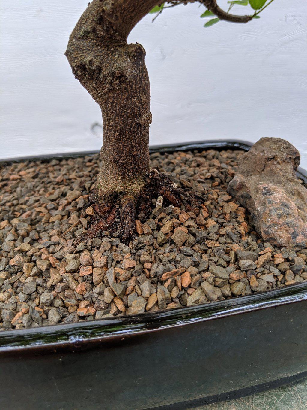 Lavender Star Bonsai Tree Trunk